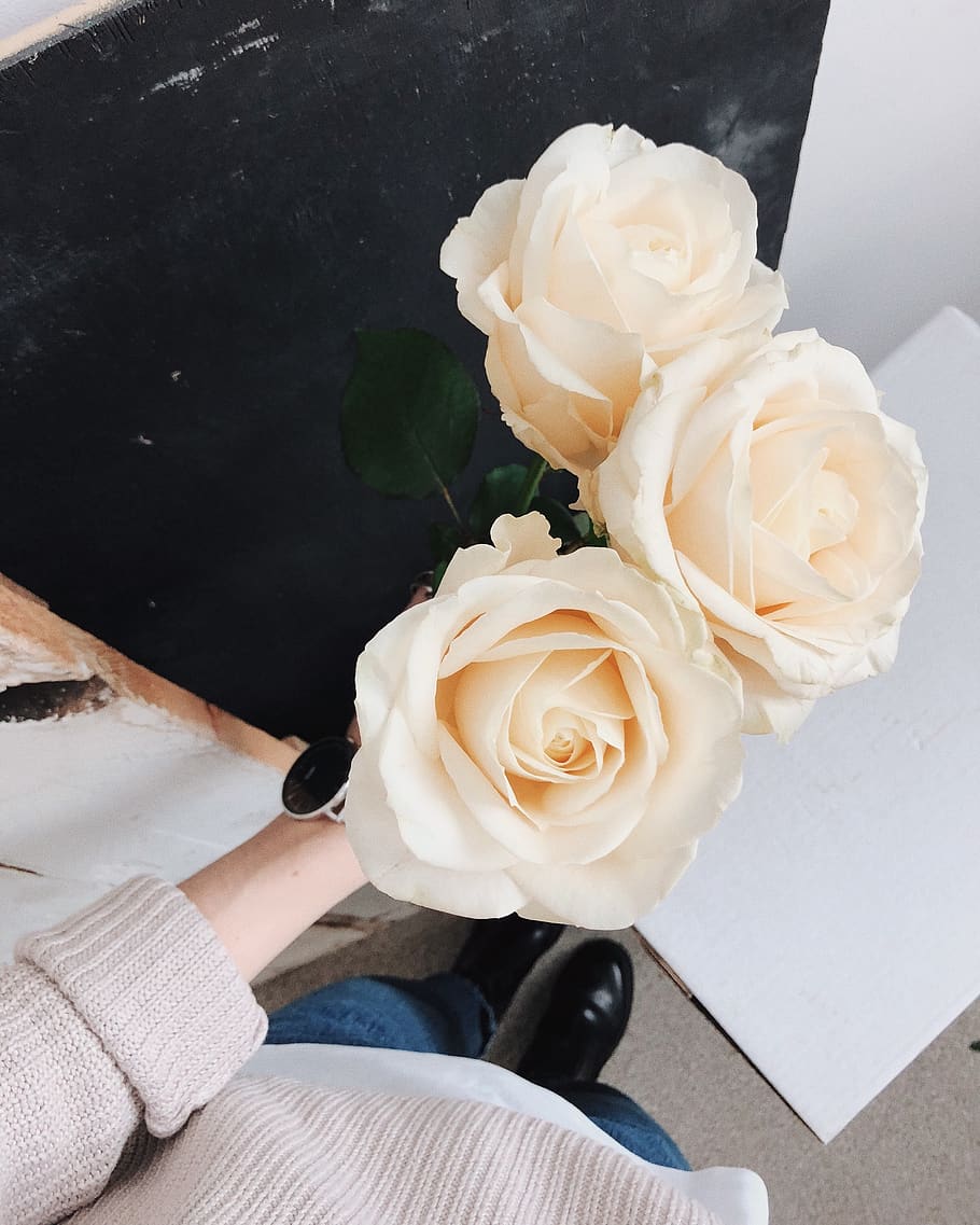 Photo of Person Holding Roses, beautiful, bloom, blooming, delicate HD wallpaper