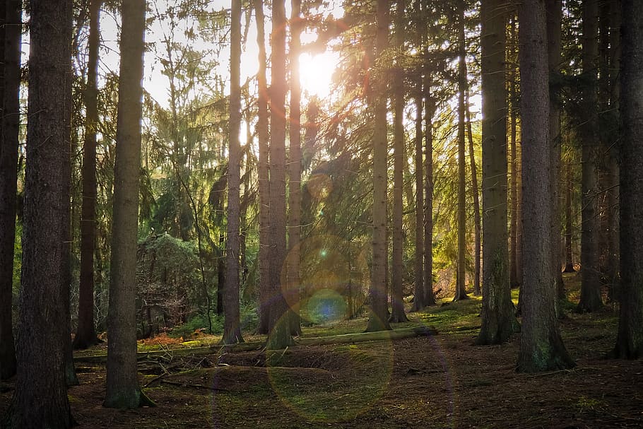 forest, trees, nature, landscape, secret, light, mystical, sunlight HD wallpaper