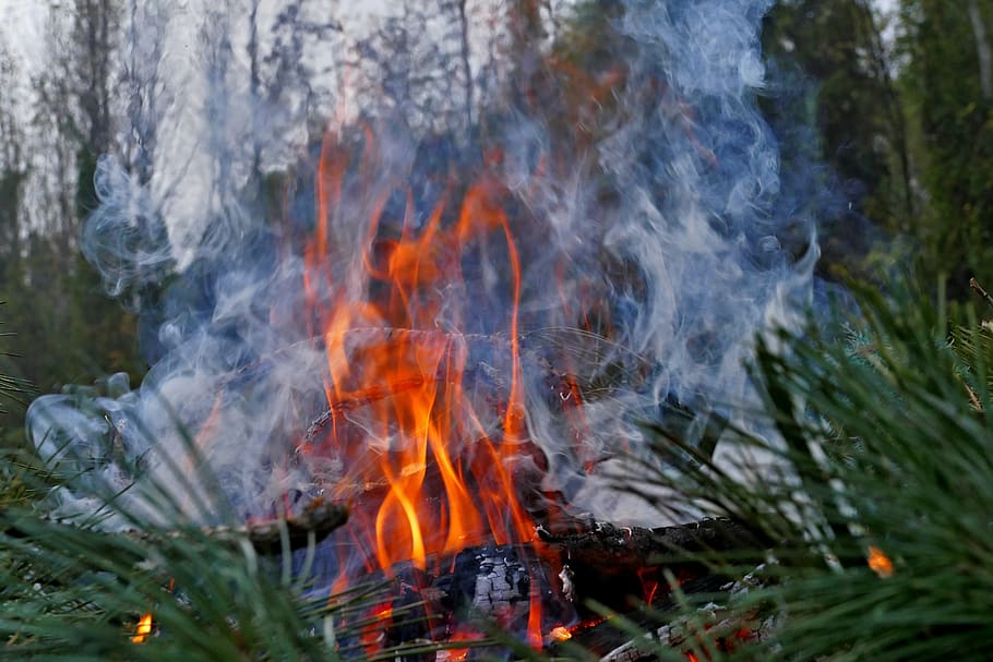 fire, smoke, burning, forest, nature, flame, pine, branch, čečina, HD wallpaper