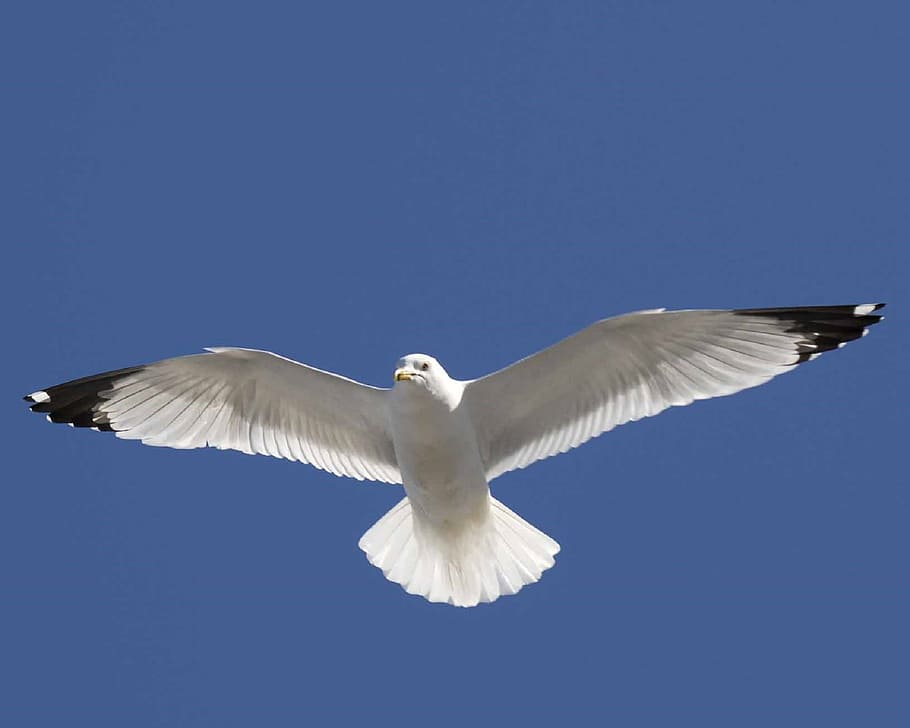 seagull, flying, bird, white, animal, nature, spread wings HD wallpaper