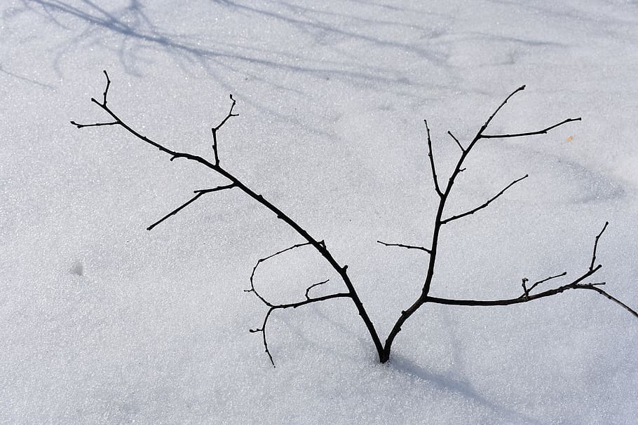 branch, snow, tree, winter, nature, white, plant, morning, cold HD wallpaper