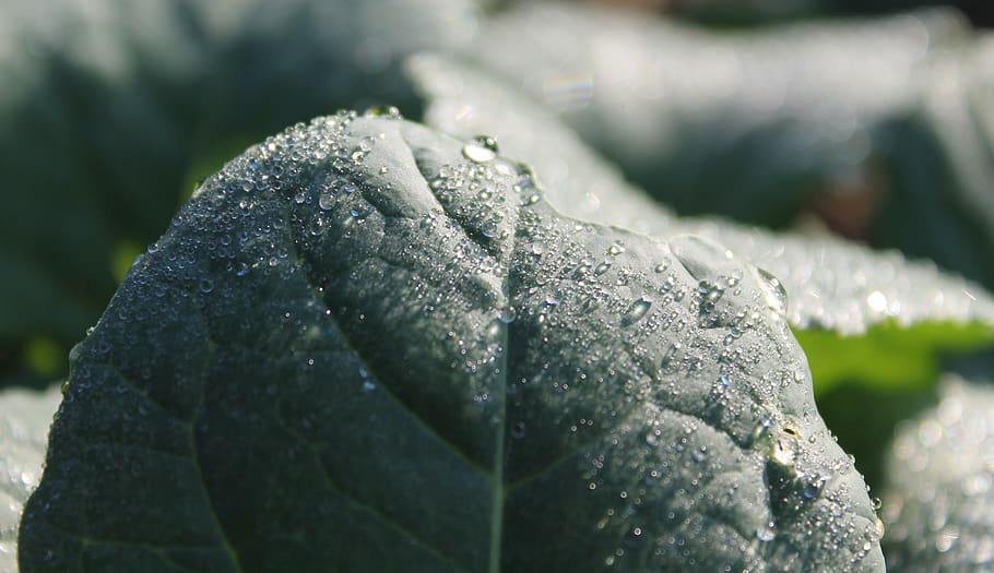 dew, morgentau, leaf, spinach, nature, dewdrop, drip, close up HD wallpaper