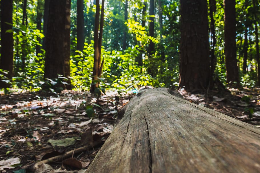 green-leafed tree, plant, tree trunk, vegetation, tree stump HD wallpaper