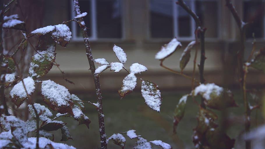 Close-up of Snow on Plants during Winter, blur, branch, daylight HD wallpaper