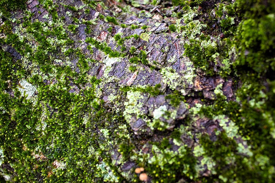 tree, bark, moss, green, nature, lichen, forest, woods, plant HD wallpaper