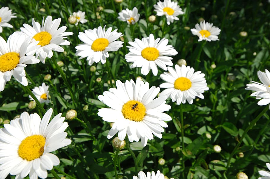 summer, daisy, nature, bloom, white, plant, yellow, flora, blossom HD wallpaper