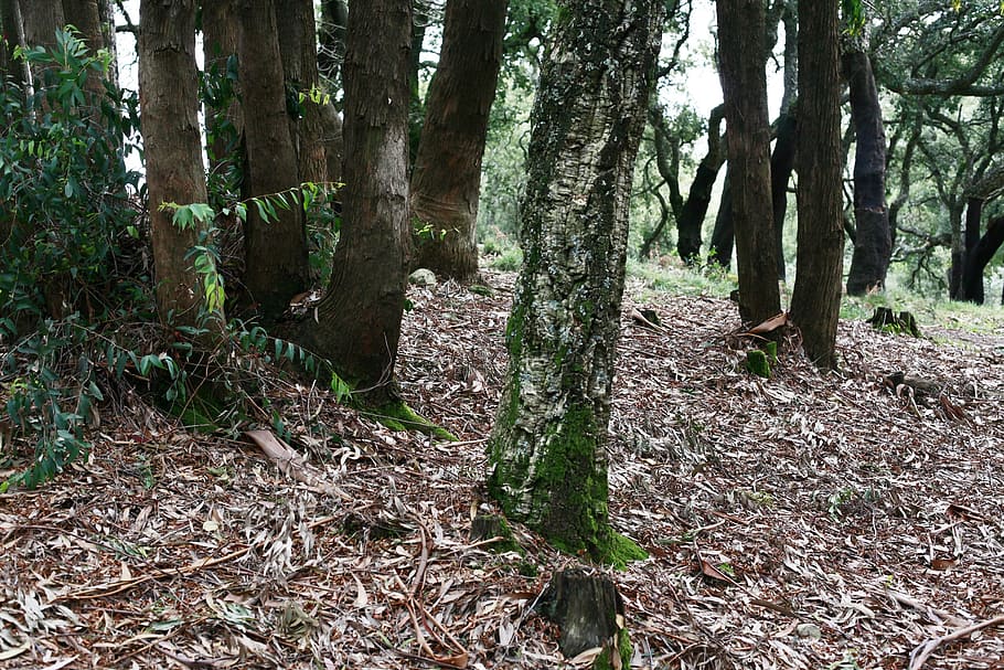 forest, winter, trees, tree trunk, plant, land, woodland, growth HD wallpaper