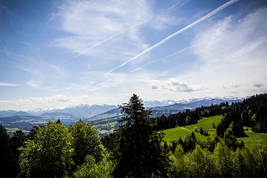 Grass Field Surrounded by Pine Trees, clouds, conifers, environment HD wallpaper