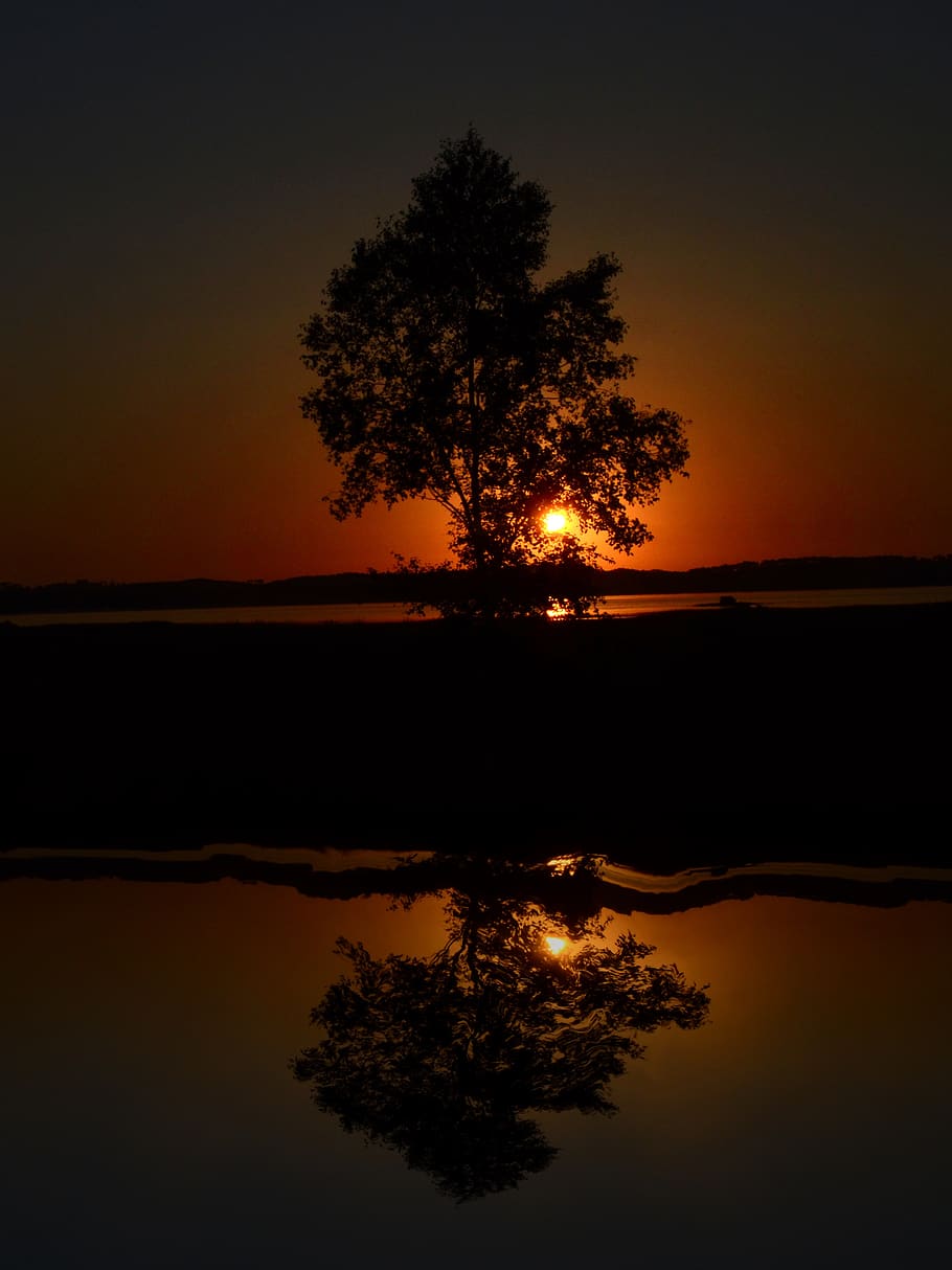 1080x1800px | free download | HD wallpaper: tree, sunset, nature, evening,  atmospheric, sky, water, plant | Wallpaper Flare