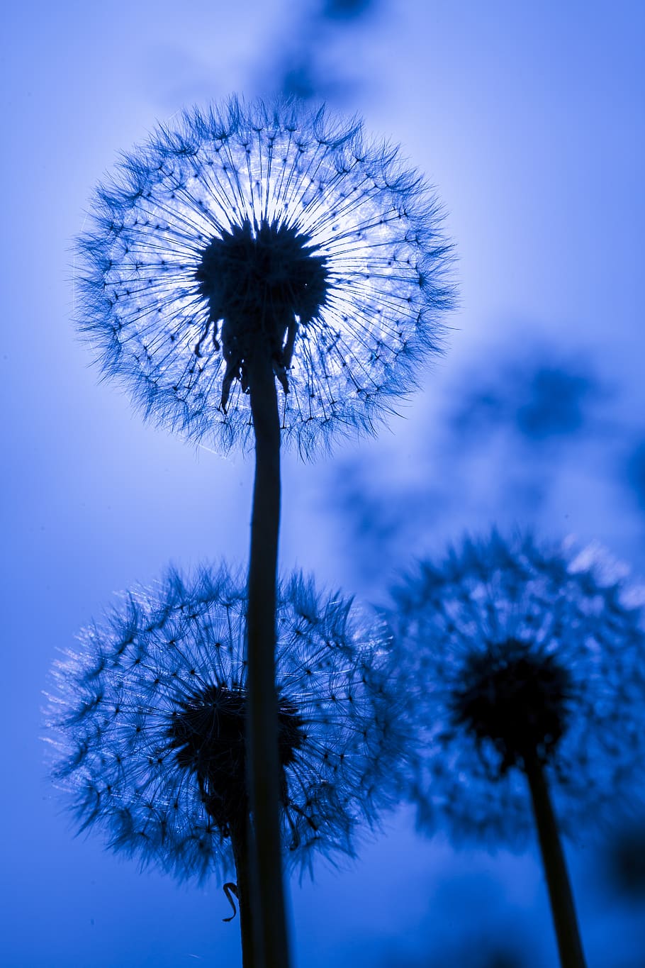 White Dandelion In Green Grass Wallpaper Wall Mural