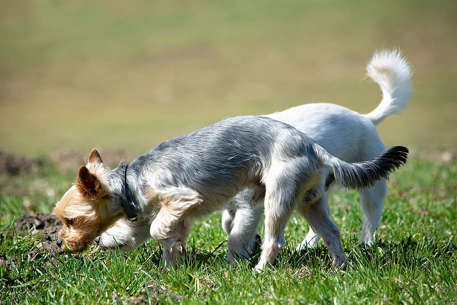 dogs, out, meadow, grass, small dogs, sniffing, explore, smell HD wallpaper