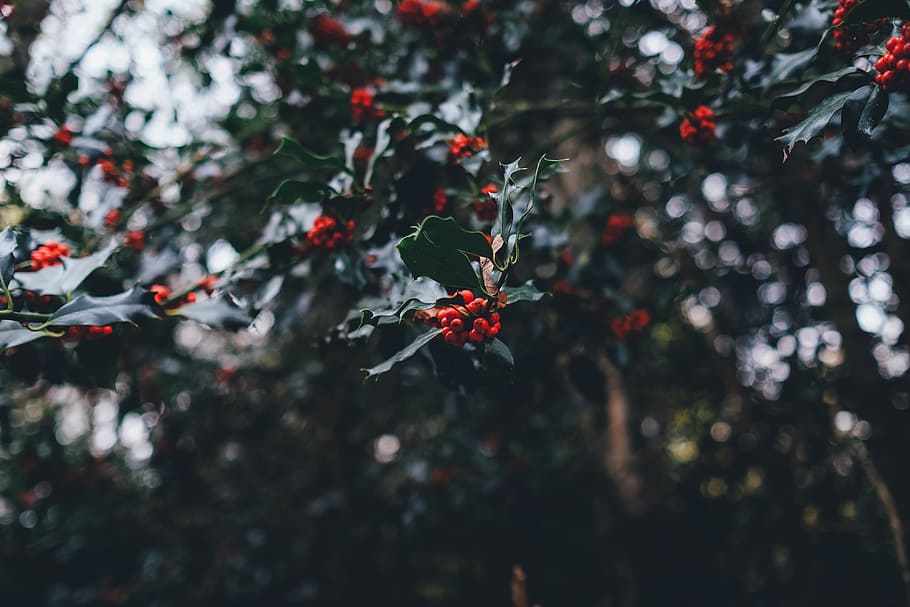 berries, black, branches, green, leaves, plants, red, growth HD wallpaper