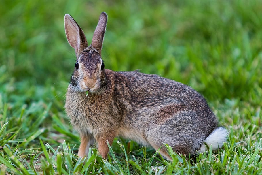 brown rabbit on green field, mammal, animal, animal themes, grass HD wallpaper