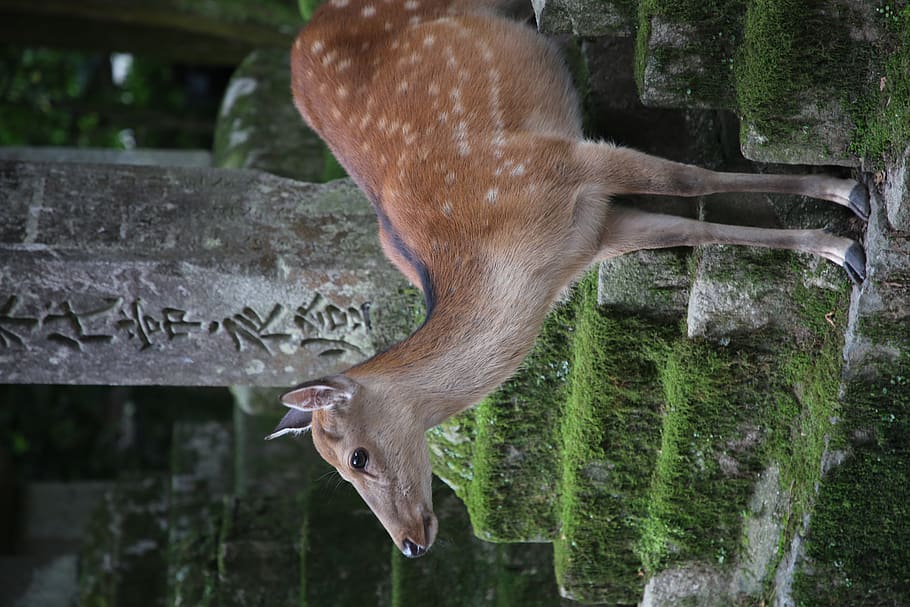 brown deer on gray concrete steps, animal themes, one animal HD wallpaper
