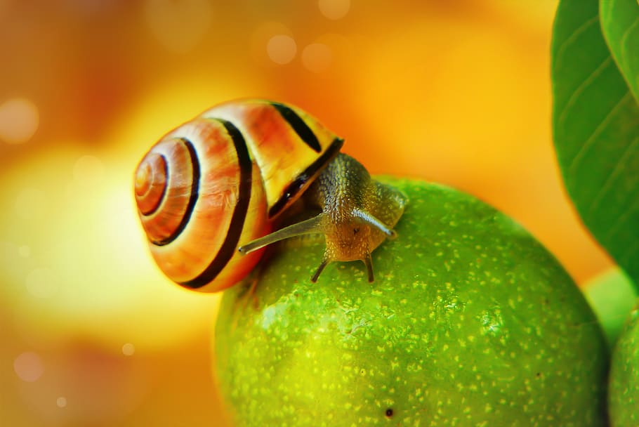 orange and black snail, close-up, animal, animal wildlife, fruit HD wallpaper