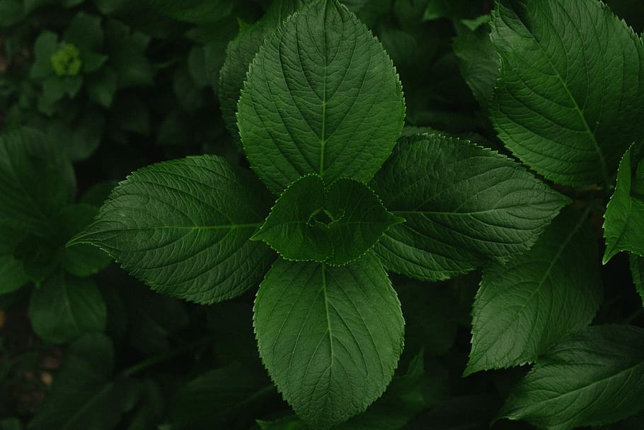 green leaf plant during daytime, plant part, green color, growth HD wallpaper