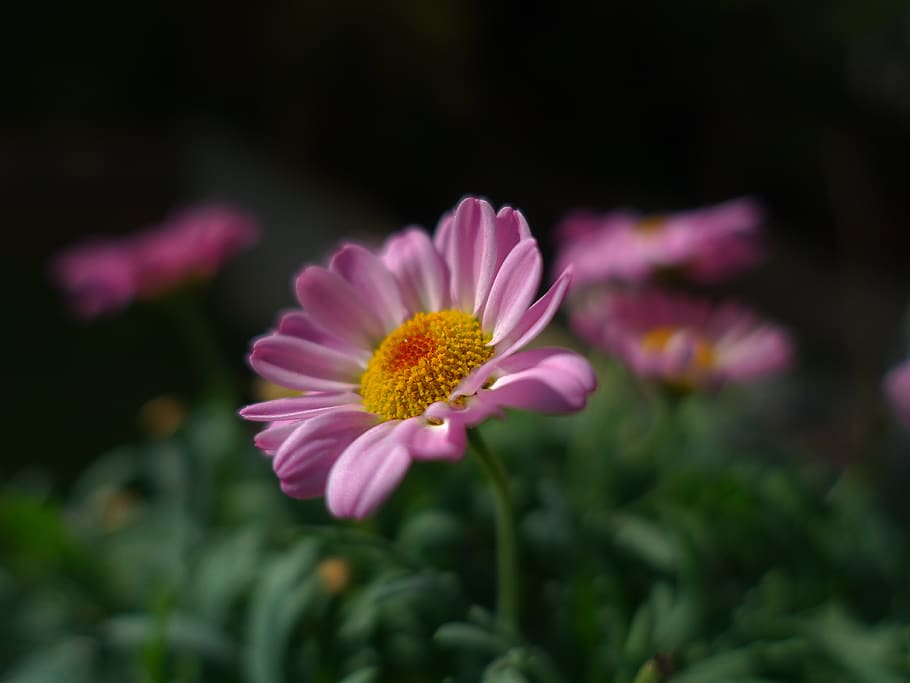 blossom, bloom, macro, nature, spring, flower, flowering plant HD wallpaper