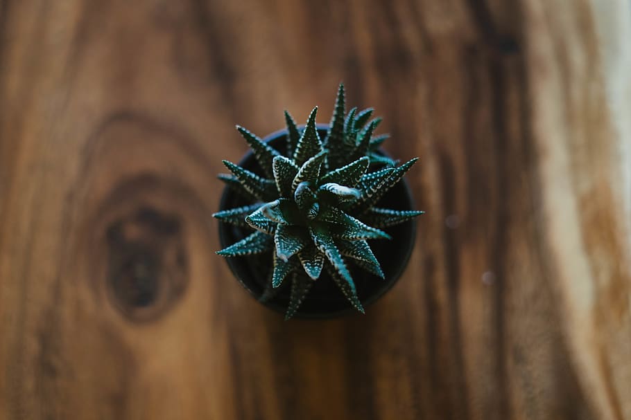 green cactus in pot, wood - material, close-up, plant, no people HD wallpaper