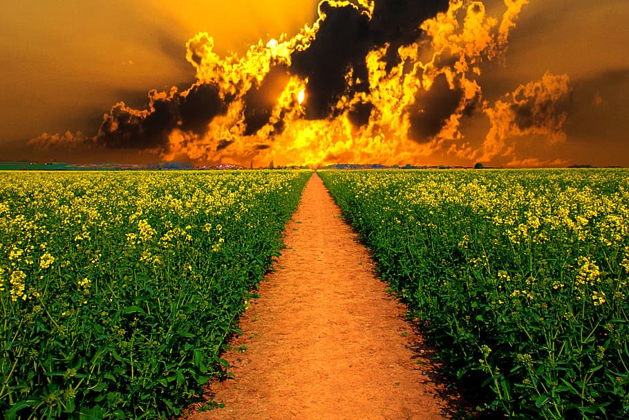 rapeseed, clouds, sunset, yellow, spring, field, bloom, agriculture HD wallpaper