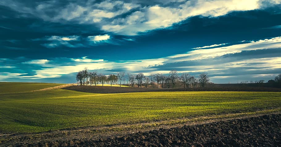 field, spring, flowers, landscape, plant, grass, green, yellow HD wallpaper