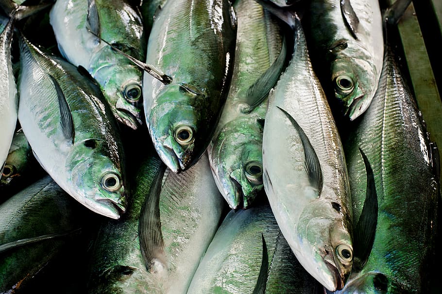 thailand, vertebrate, fish, seafood, food and drink, freshness HD wallpaper