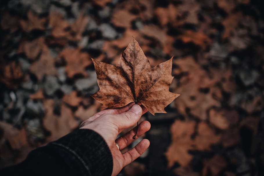 Person Holding Dried Maple Leaf, blurred background, close-up HD wallpaper