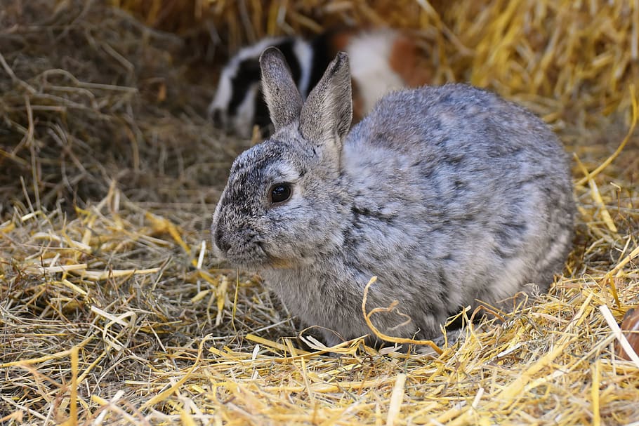 rabbit, bunny, hare, animal, fur, easter, cute, animal photography HD wallpaper