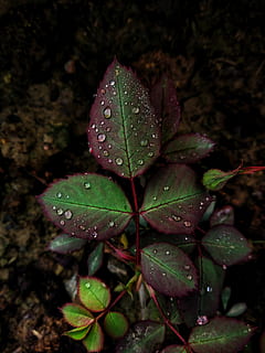 leafs, green leaf, blurred background, black background, drops of water HD wallpaper