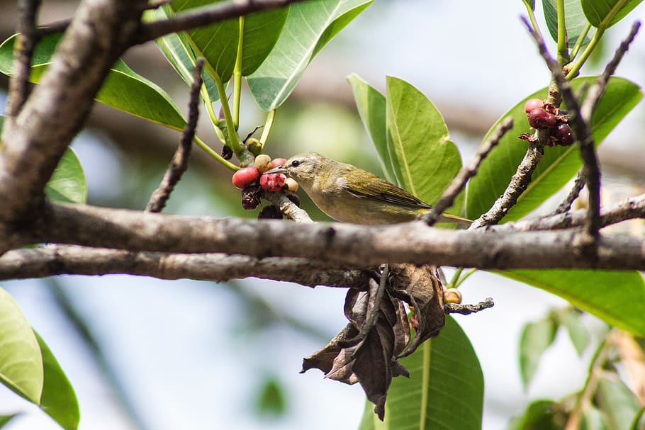 nature, birds, feathers, forest, fly, spring, animals, branches HD wallpaper