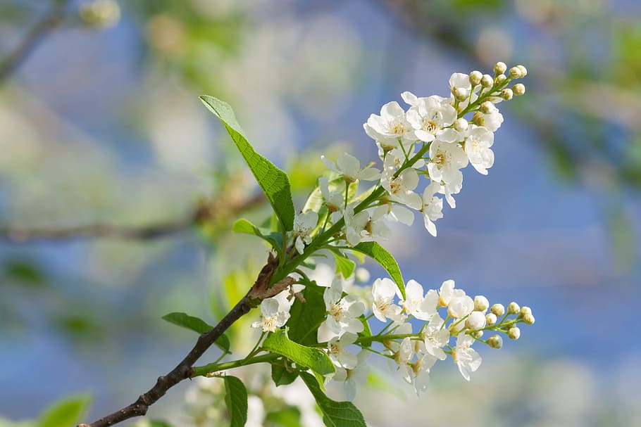 spring, flower, flowers, background, focus, closeup, outdoor HD wallpaper