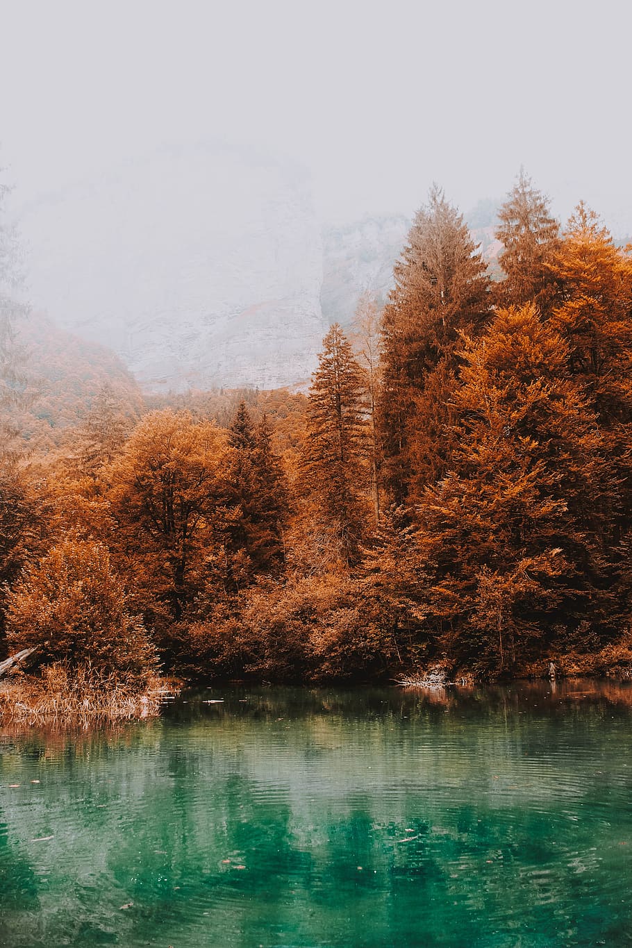 blue lake surrounded by brown leafed trees, autumn, water, plant HD wallpaper