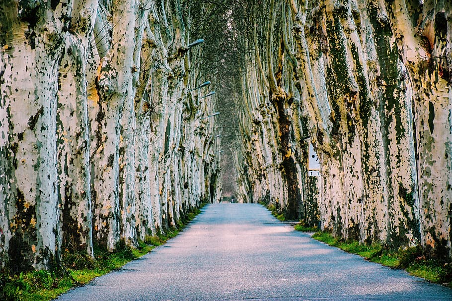 tree lined, paved road, trees, foliage, plantane trees, white bark HD wallpaper