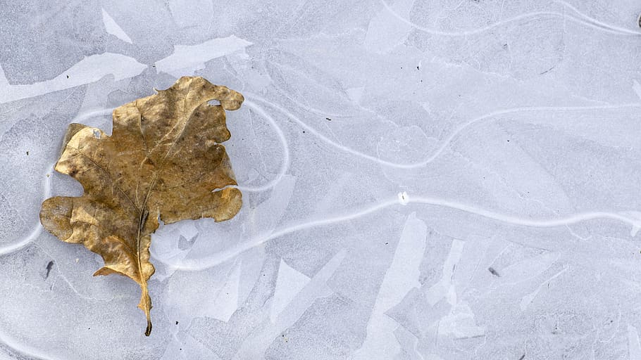 dried leaf on gray surface, plant, tree, maple leaf, animal, sea life HD wallpaper