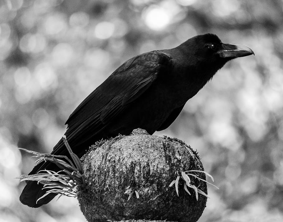crow perched on brown stone, animal, bird, agelaius, blackbird HD wallpaper