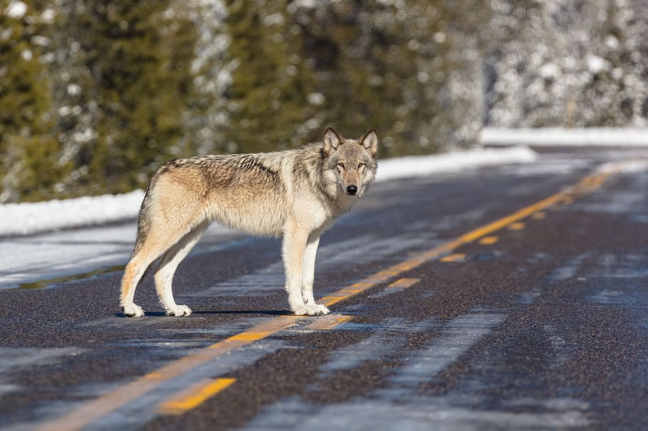 wolf, lone, predator, wildlife, road, nature, lupus, looking HD wallpaper