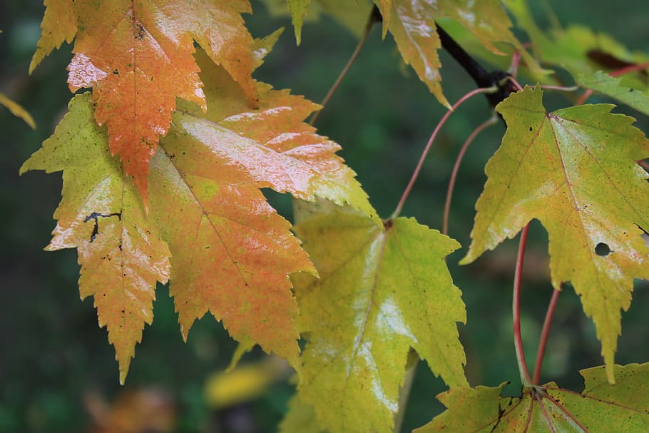 leaf, plant part, autumn, beauty in nature, change, close-up HD wallpaper