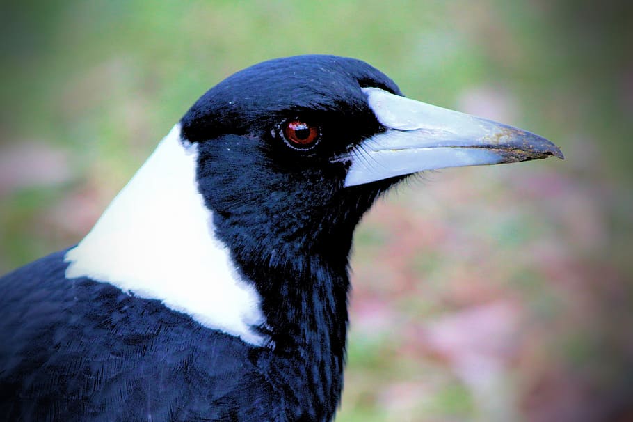 magpie, australia, birds, wildlife, eye, feathers, fauna, nature, HD wallpaper