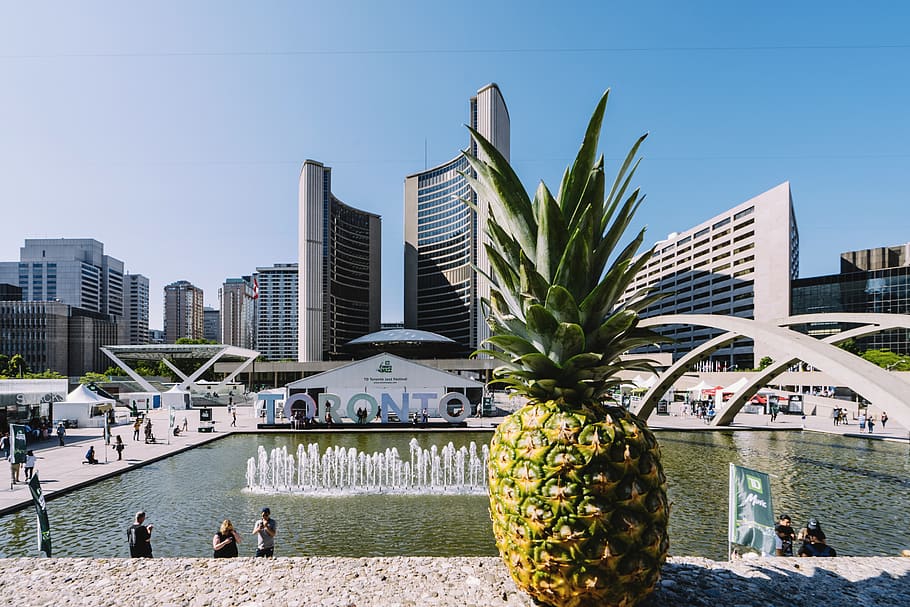 pineapple, fruit, food, plant, person, human, nathan phillips square