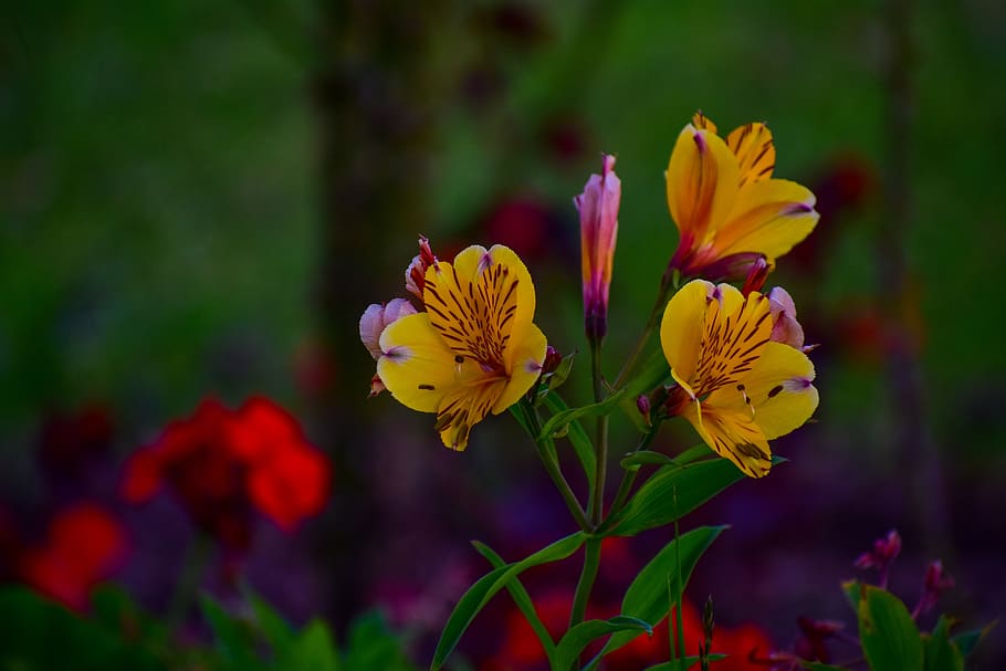 flower, bella, nature, spring, flowering plant, beauty in nature HD wallpaper