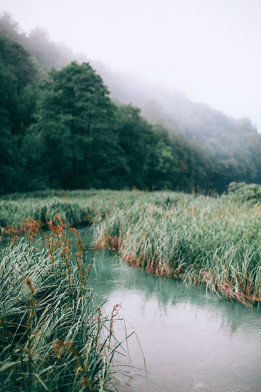 green grass with river flowing in between, plant, water, tranquility HD wallpaper