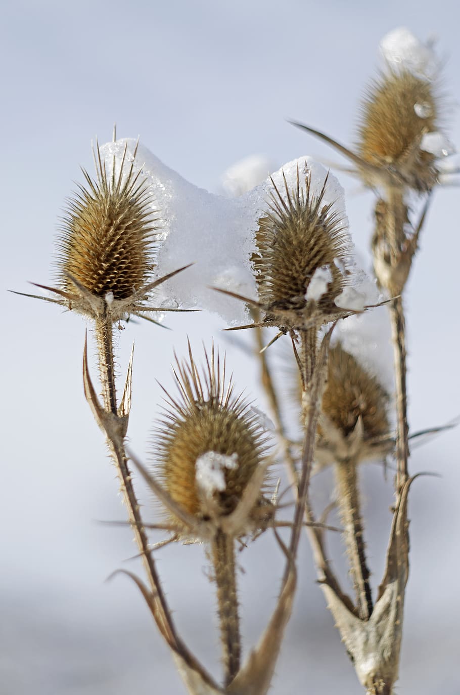 thistles, snow, winter, cold, blue, ice, sharp, thorns, crystals, HD wallpaper