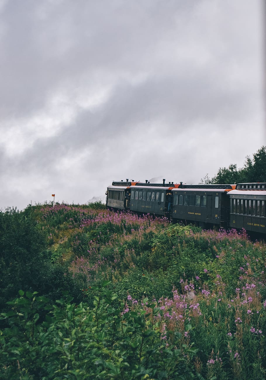 black train beside flower field at daytime, vehicle, transportation, HD wallpaper