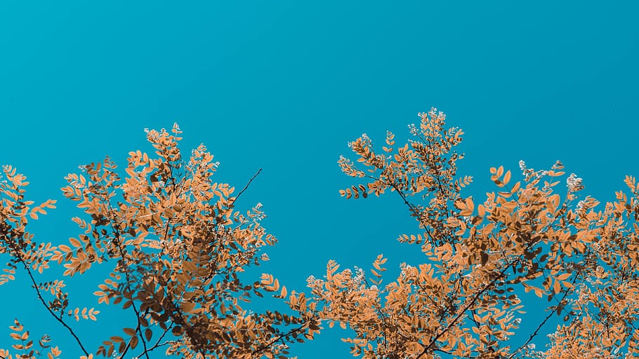 brown flowers tree under blue sky, animal, butterfly, insect HD wallpaper