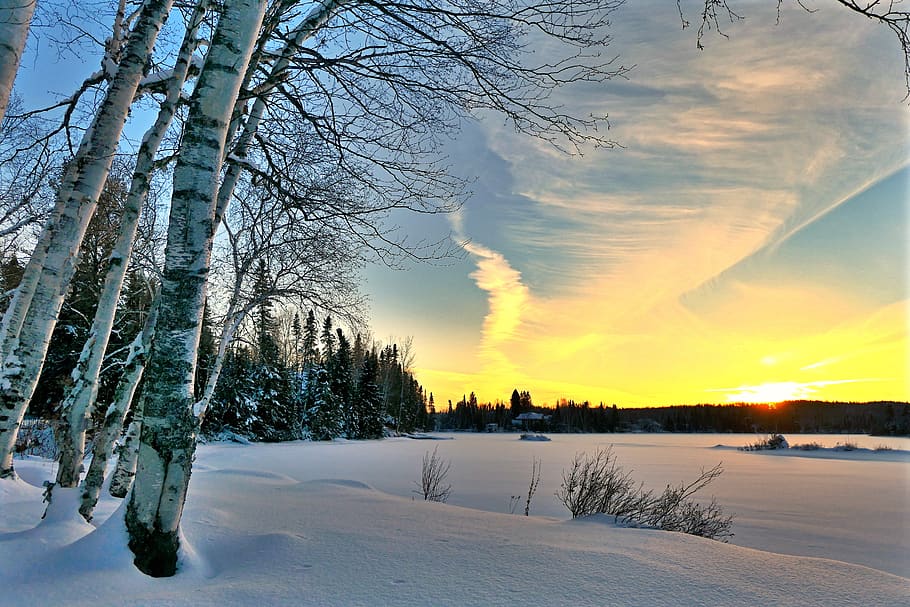 landscape, winter, nature, cold, trees, birch, sunset, twilight HD wallpaper
