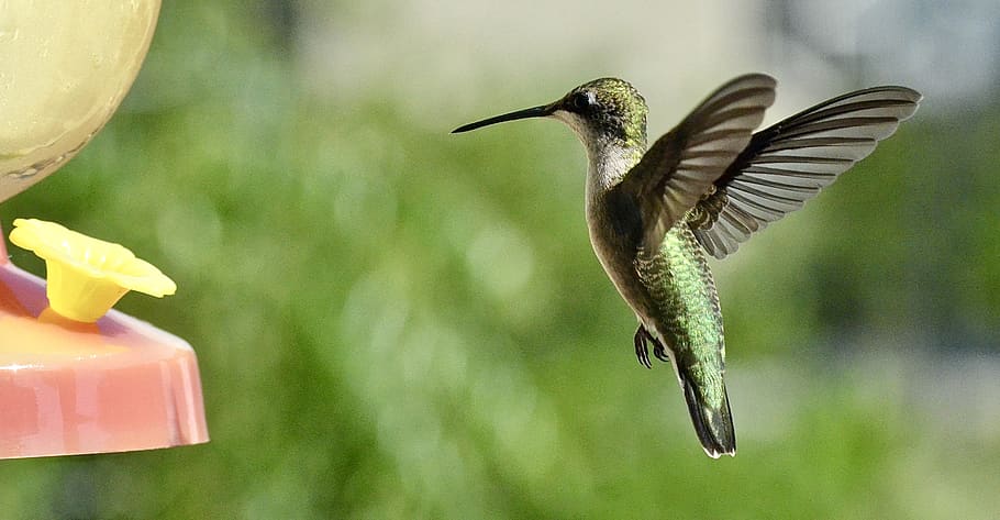 Green Bird Are Flying, animal, blurred background, bright, close-up HD wallpaper