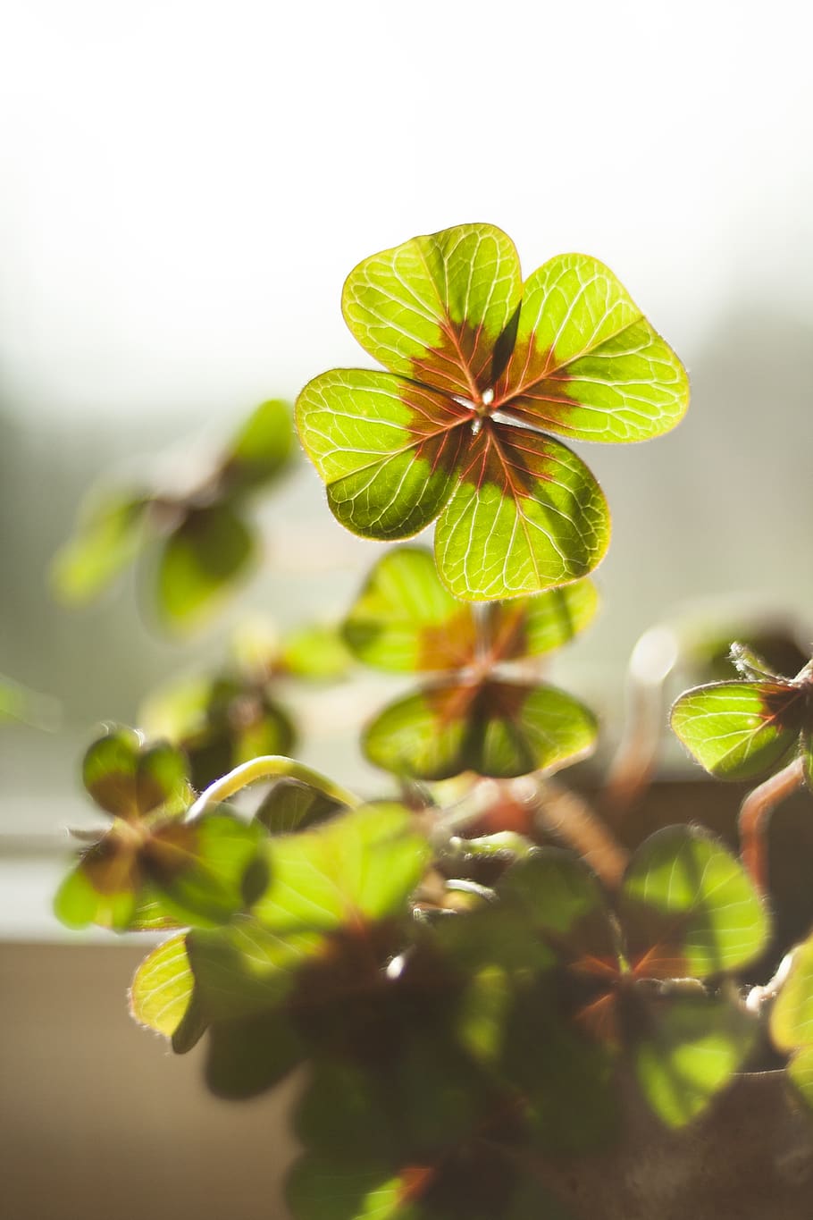 HD wallpaper: luck, klee, four leaf clover, plant, vierblättrig, lucky  clover | Wallpaper Flare