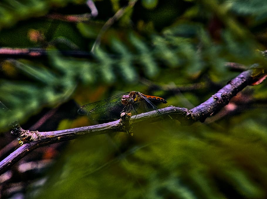 nature, bug, dragonfly, branch, leaves, animal themes, animal wildlife HD wallpaper