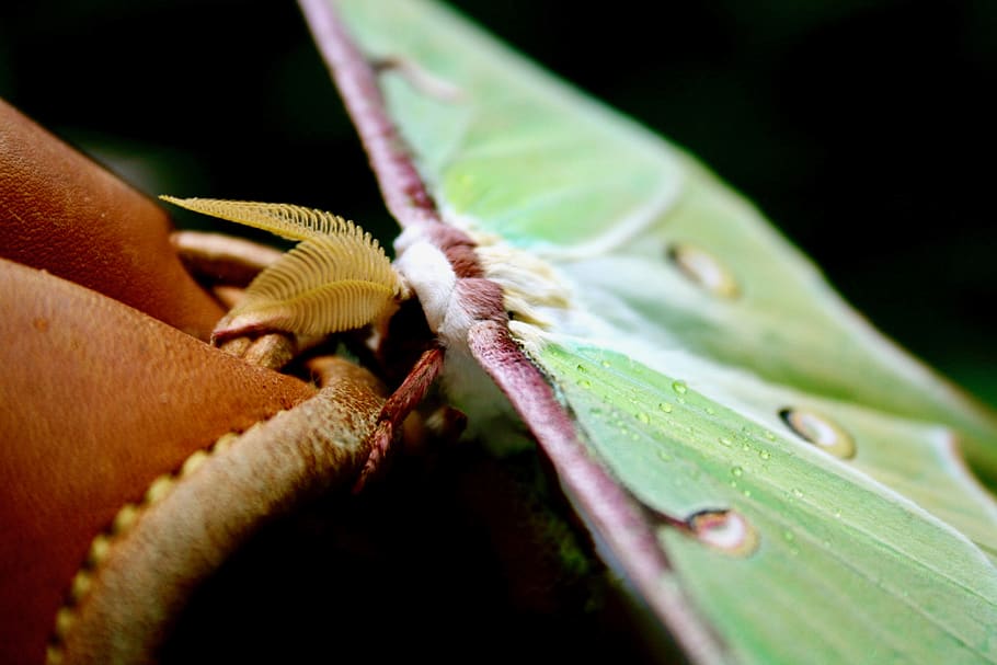 luna moth, macro, wings, close-up, animal wildlife, animals in the wild HD wallpaper