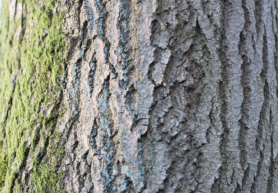bark, tree, texture, nature, tree trunk, textured, close-up HD wallpaper