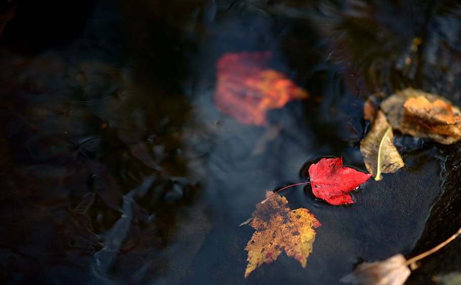 leaf, leaves, autumn, red, colour, season, stream, forest, river HD wallpaper